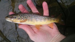 PA Winter Fly Fishing 5 tips for success trout haven valley creek valley forge historic national park