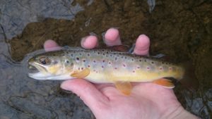 PA Winter Fly Fishing 5 tips for success trout haven valley creek valley forge historic national park