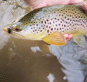 Fly Fishing Little Lehigh Creek PA Trout Haven