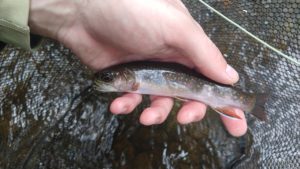 Hunting for Hidden Treasure PA Spring Fly Fishing trout haven