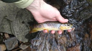 Hunting for Hidden Treasure PA Spring Fly Fishing trout haven