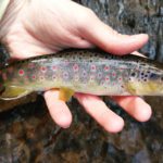 Small Stream PA Guided Fly Fishing Trout Haven Lehigh Valley