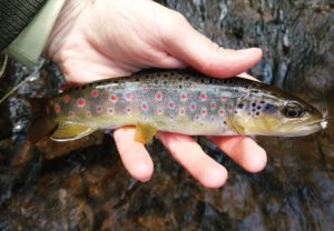 Small Stream PA Guided Fly Fishing Trout Haven Lehigh Valley Secret Creek PA fly fishing