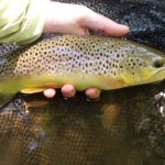 Soft Hackles Late Spring PA Fly Fishing Trout Haven