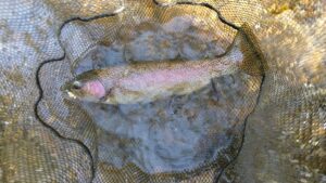 PA Early Winter Fly Fishing A Prolonged Terrestrial Season