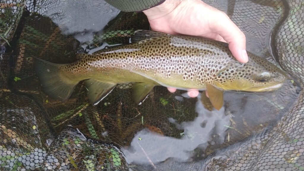 Little Lehigh Creek PA Guided Fly Fishing Trip