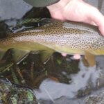 Little Lehigh Creek PA Guided Fly Fishing Trip