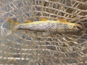 early spring PA dry fly fishing