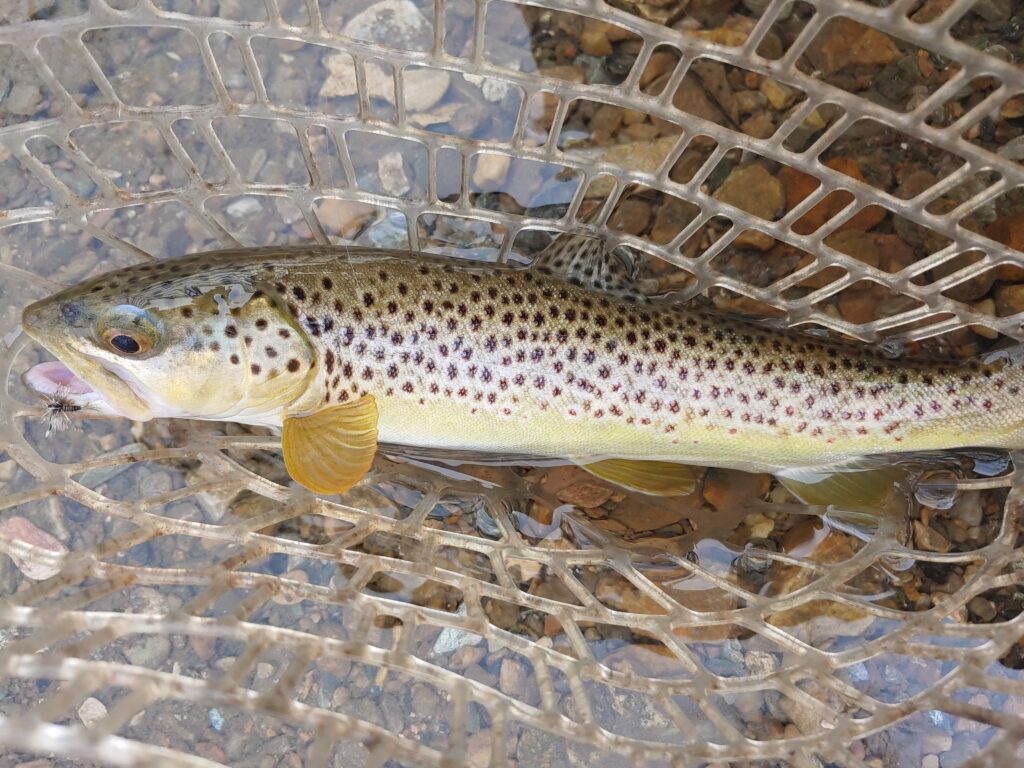Early Spring PA Dry Fly Fishing
