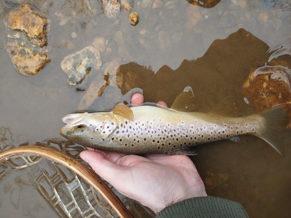 early spring PA dry fly fishing