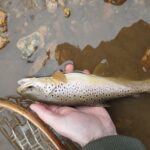 early spring PA dry fly fishing