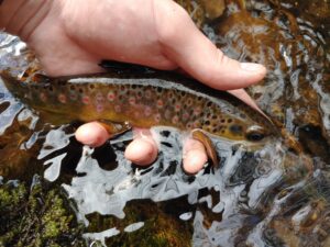 Secret Creek PA Fly Fishing