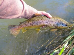 MAY PA fly fishing trout haven spruce creek