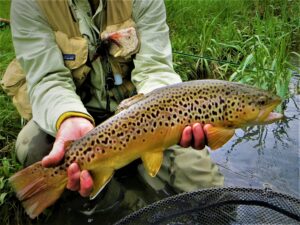 MAY PA fly fishing trout haven spruce creek