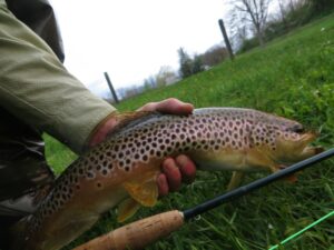 MAY PA fly fishing trout haven spruce creek