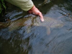 MAY PA fly fishing trout haven spruce creek