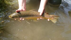 Central PA Summer Fly Fishing - A Weekend at the Manor Trout Haven Spruce Creek