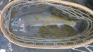 Montana Summer Fly Fishing Trout Haven Missoula MT