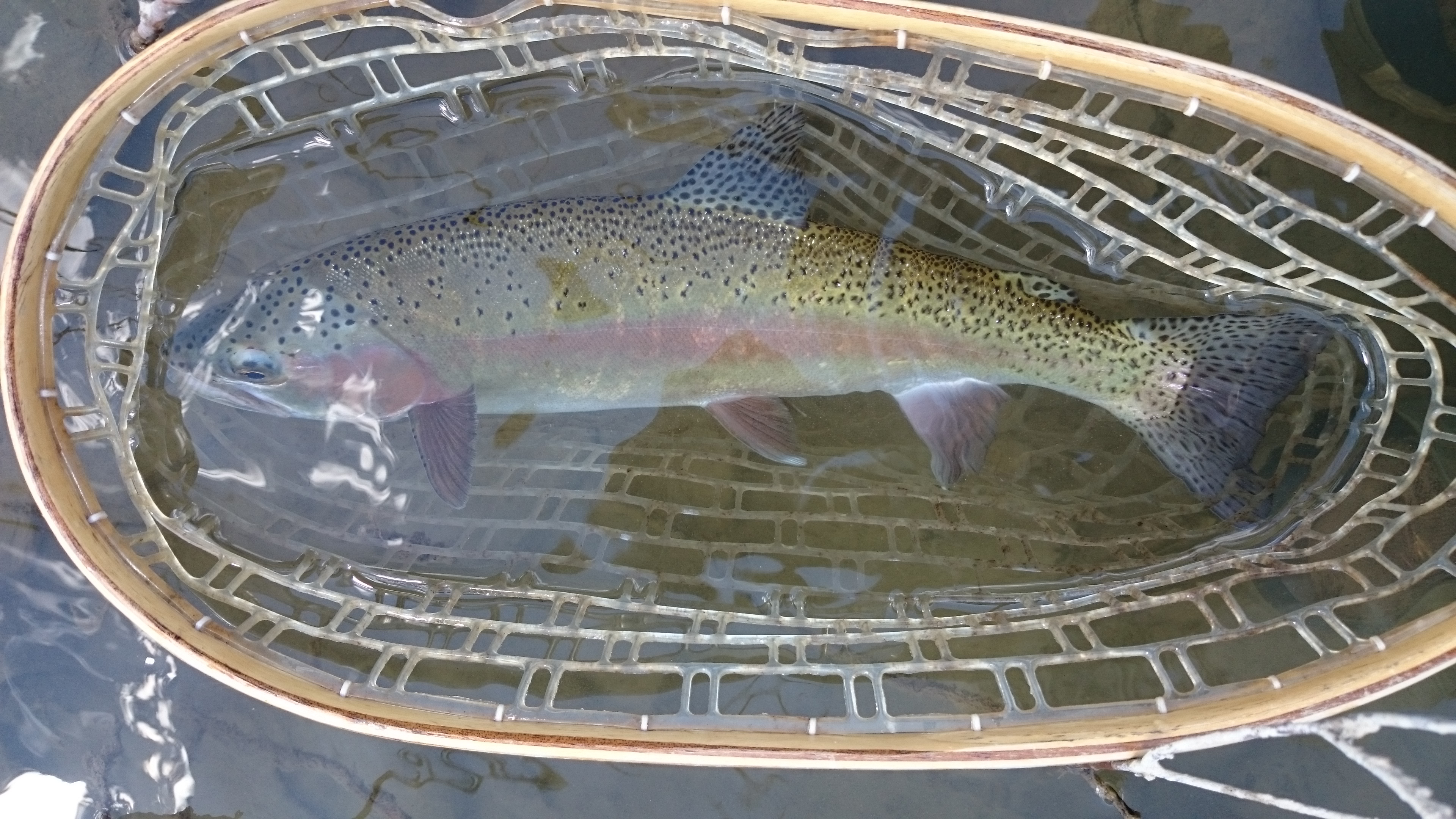 Montana Summer Fly Fishing 2020: Big Fish Everywhere