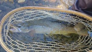 Montana Summer Fly Fishing Trout Haven Missoula MT