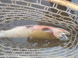 Western Montana Fall Fly Fishing 2020 Trout Haven Missoula