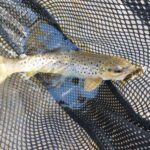 Late Winter PA Fly Fishing February 2021 Trout Haven