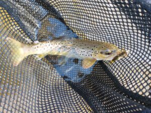 Late Winter PA Fly Fishing February 2021 Trout Haven