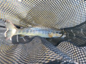 Late Winter PA Fly Fishing February 2021 Trout Haven