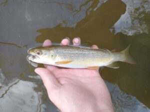 October PA Fly Fishing Highlights 2021 Trout Haven Valley Creek