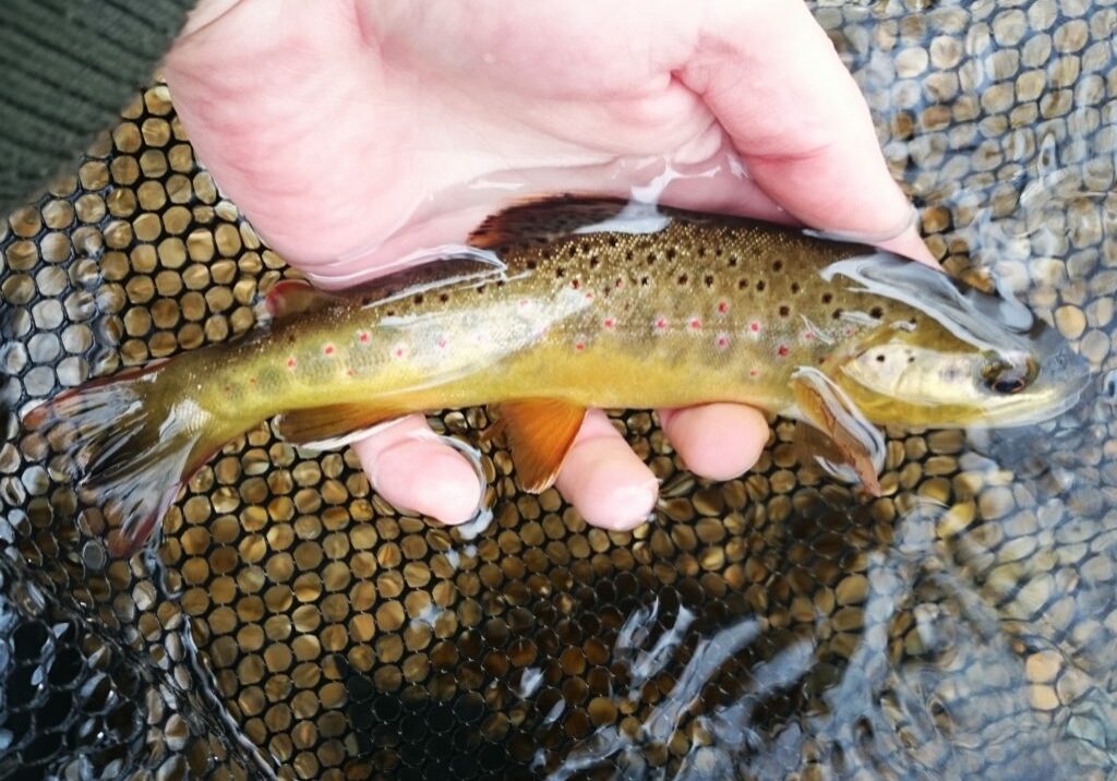 valley creek pa guided fly fishing trip trout haven tight line nymphing euronymphing lessons euronymph