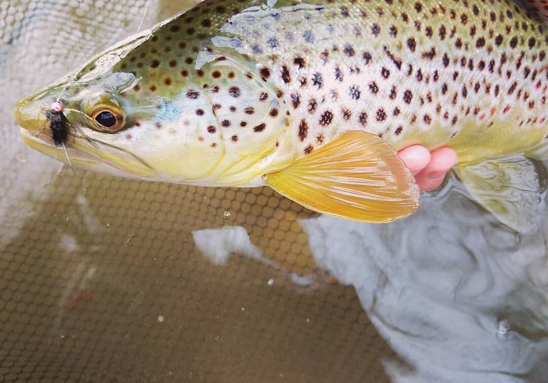 Little Lehigh Creek PA Guided Fly Fishing Trip