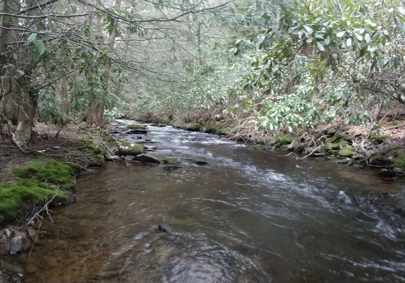 Small Stream PA Guided Fly Fishing Trip Trout Haven Lehigh Valley