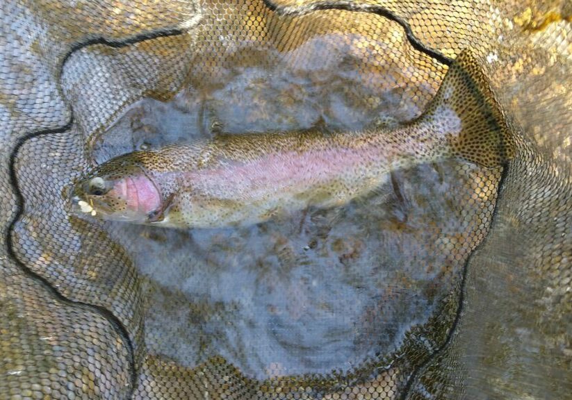 Little Lehigh Creek PA Guided Fly Fishing Trip