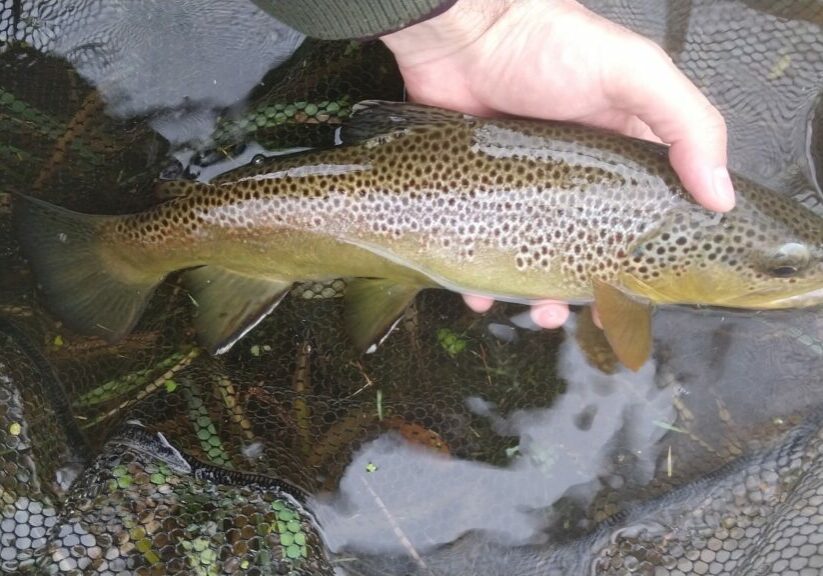 Little Lehigh Creek PA Guided Fly Fishing Trip